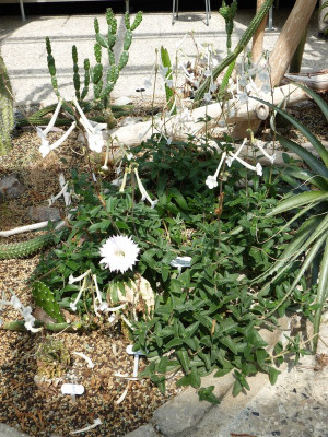 2017-06-17 Hannover Berggarten Sinningia tubiflora 2.jpg