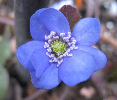 10.1.07._Hepatica_nobilis_Anton_015.JPG