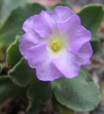 10.1.07._Primula_allionii_St.Nr._40_041.JPG