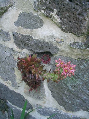 Sempervivum_2.jpg