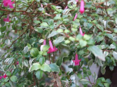 10.1.07._Fuchsia_Lottie_Hobby_Variegata_049.JPG