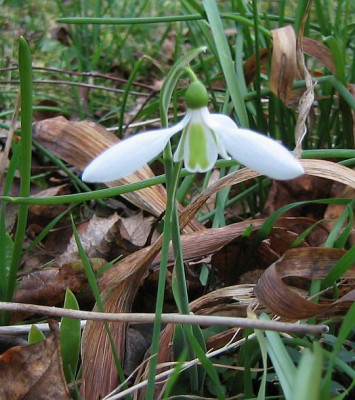 Galanthus_20070110_02.jpg