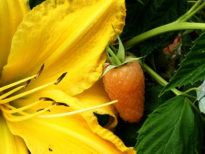 A.Amber Farbvergleich (2).JPG