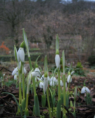 Galanthus_20070110_01.jpg