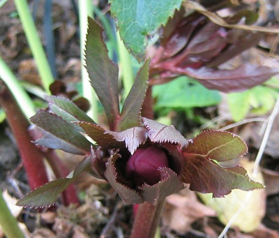 Helleborus_20070110.jpg