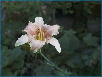 Hem2-800px.jpg