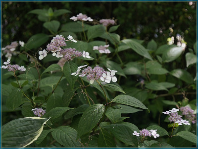 Hydrangea blue-800px.jpg