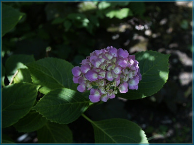 Hydrangea 1-800px.jpg
