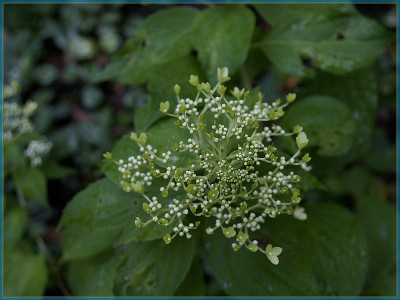 Hydrangea 2-800px.jpg