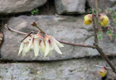 Chimonanthus_20070110_02.jpg