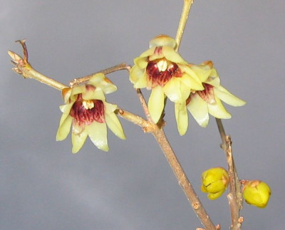 Chimonanthus_20070110_01.jpg