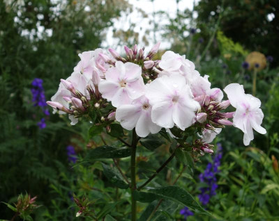 Phlox_paniculata-Anne.17-3.jpg