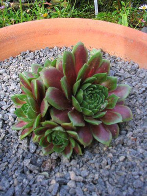 Sempervivum_3.jpg