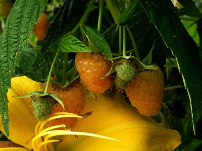 A.Amber Farbvergleich (3).JPG