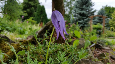 Clematis columbiana 01.07.17.jpg