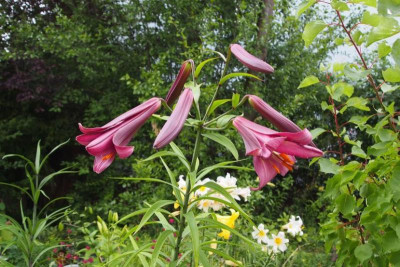 Lilien-pink-perfection.jpg