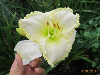 IMG_0986 small.jpg