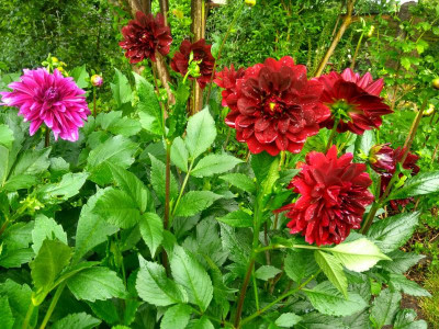 IMG_20170701_191326_HDR.jpg