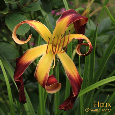 GidW - Helix mT.jpg