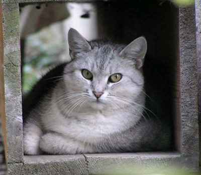 20061002T131822-0111Maus.jpg