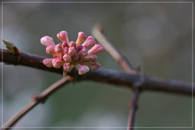 Viburnum_farreri_II.jpg