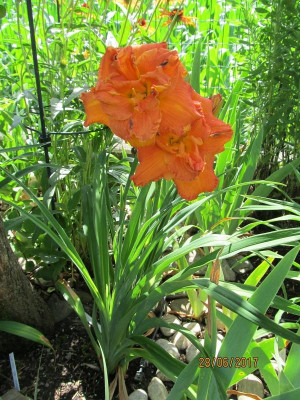 IMG_0960 small.jpg