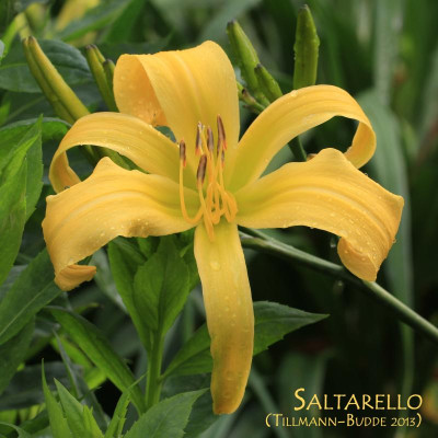 GidW - SALTARELLO mT.jpg