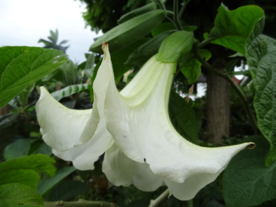 Brugmansia Schneewittchen.JPG