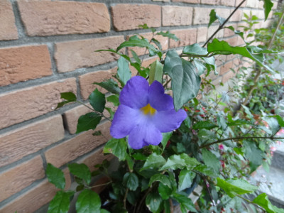 Thunbergia erecta.JPG