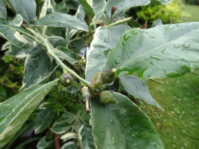 panaschierte Zitrone.JPG