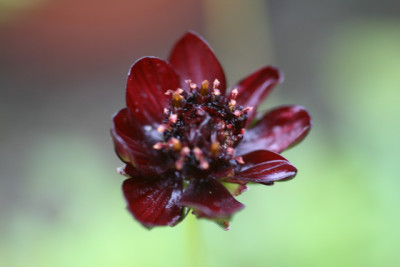 Cosmos atrosanguinea_Bildgröße ändern.JPG