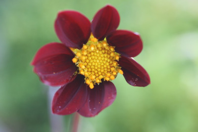 DahlieXCosmos atrosanguinea.JPG
