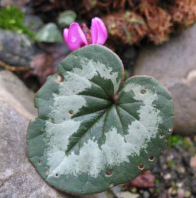 11.1.07._Cyclamen_002.JPG