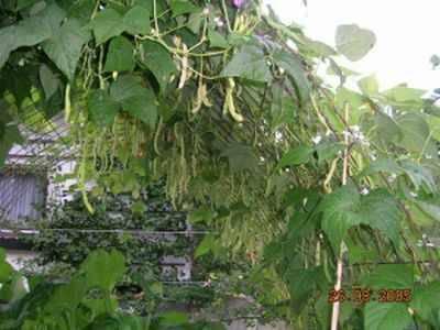 Bohnen___Bohnentunnel__25.8.05.jpg