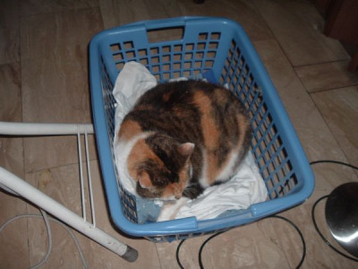 Katze_im_Korb.jpg