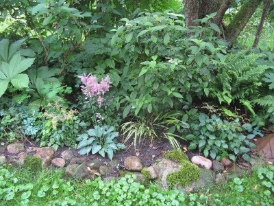 Astilbe simplcifolia Sorten.JPG