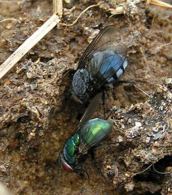 Calliphora_vicina_-_Schmeissfliege_01e.jpg