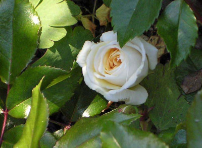 Heales_Balustrade_Rose_640.jpg