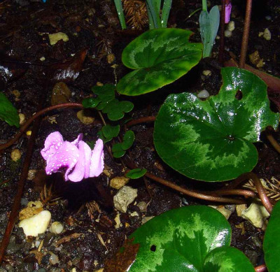 Cyclamen_coum_07.jpg