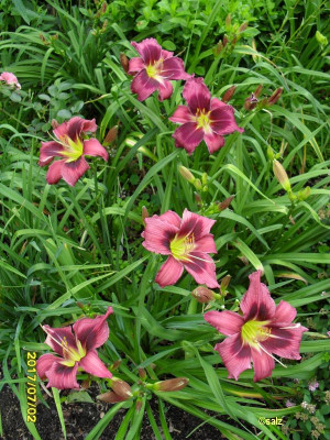 Zwischen den Rosen 2017.jpg