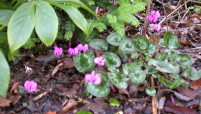 Cyclamen_coum_9.1.2007.jpg