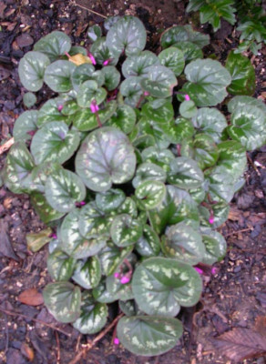 Cyclamen_coum_2_9.1.2007.jpg
