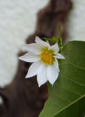 2017-07-02 Dahlia merckii.jpg