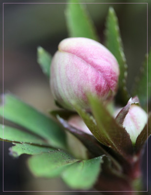 Helleborus_orientalis.jpg