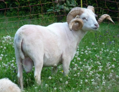 antonneu.JPG