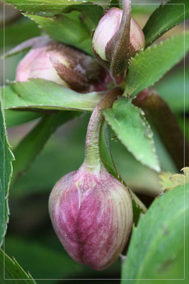 Helleborus_orientalis_II.jpg