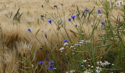 kornblumen8.jpg