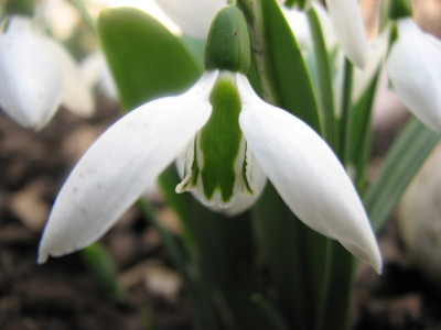 GALANTHUS_DO_1101_I.jpg