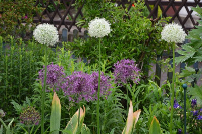 Allium.17-2.jpg
