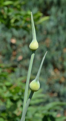 Allium-SummerDrummer.15-1.jpg